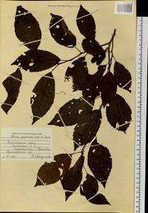 Alnus japonica (Thunb.) Steud., Siberia, Russian Far East (S6) (Russia)