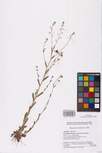 Myosotis arvensis (L.) Hill, Eastern Europe, Central region (E4) (Russia)