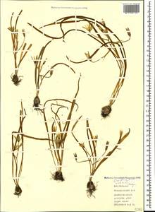 Ornithogalum sintenisii Freyn, Caucasus, Azerbaijan (K6) (Azerbaijan)
