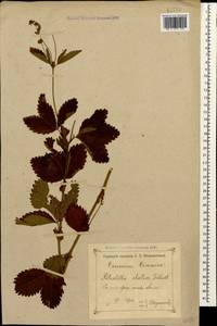 Potentilla elatior Willd. ex Schltdl., Caucasus, Krasnodar Krai & Adygea (K1a) (Russia)