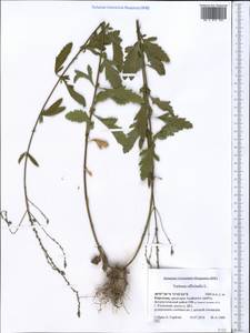 Verbena officinalis L., Middle Asia, Pamir & Pamiro-Alai (M2) (Kyrgyzstan)
