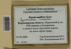Syntrichia ruralis (Hedw.) F. Weber & D. Mohr, Bryophytes, Bryophytes - Middle Russia (B6) (Russia)