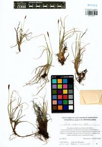 Carex rupestris All., Siberia, Baikal & Transbaikal region (S4) (Russia)