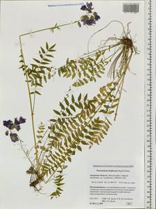 Polemonium caeruleum subsp. laxiflorum (Regel) Koji Ito, Siberia, Russian Far East (S6) (Russia)