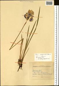 Iris sanguinea Hornem., Siberia, Baikal & Transbaikal region (S4) (Russia)