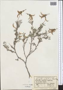 Astragalus pendulinus Popov & B.Fedtsch., Middle Asia, Kopet Dag, Badkhyz, Small & Great Balkhan (M1) (Turkmenistan)