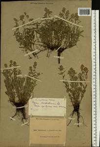 Thymus pannonicus All., Eastern Europe, North Ukrainian region (E11) (Ukraine)