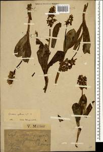 Orchis pallens L., Caucasus, Krasnodar Krai & Adygea (K1a) (Russia)