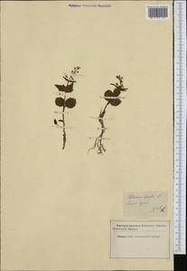 Valeriana elongata Jacq., Western Europe (EUR) (Austria)