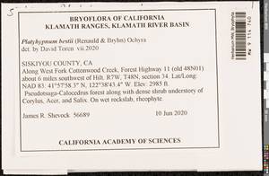 Hygrohypnella bestii (Renauld & Bryhn) Ignatov & Ignatova, Bryophytes, Bryophytes - America (BAm) (United States)