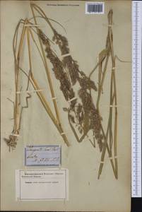 Calamagrostis pseudophragmites (Haller f.) Koeler, Western Europe (EUR) (Not classified)