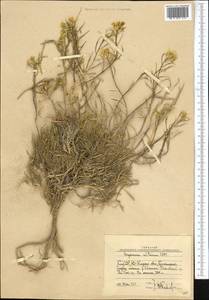 Erysimum flavum subsp. altaicum (C.A. Mey.) Polozhij, Middle Asia, Western Tian Shan & Karatau (M3) (Uzbekistan)