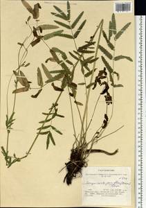 Poterium tenuifolium var. alba (Trautv. & C. A. Mey.), Siberia, Baikal & Transbaikal region (S4) (Russia)