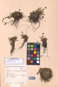 Myosotis schistosa A.P.Khokhr., Caucasus, Dagestan (K2) (Russia)