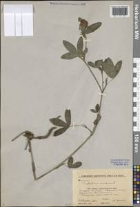 Trifolium medium L., Caucasus, Stavropol Krai, Karachay-Cherkessia & Kabardino-Balkaria (K1b) (Russia)