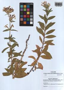 Saponaria officinalis L., Siberia, Altai & Sayany Mountains (S2) (Russia)