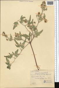 Clematis orientalis L., Middle Asia, Western Tian Shan & Karatau (M3) (Kazakhstan)