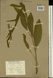 Centaurea glastifolia subsp. intermedia (Boiss.) L. Martins, Eastern Europe, North Ukrainian region (E11) (Ukraine)