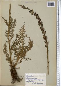 Pedicularis, Middle Asia, Pamir & Pamiro-Alai (M2) (Tajikistan)