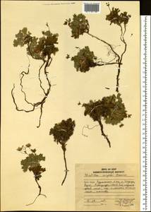 Sibbaldia miyabei (Makino) Paule & Soják, Siberia, Russian Far East (S6) (Russia)