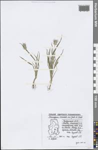 Eremopyrum orientale (L.) Jaub. & Spach, Eastern Europe, Volga-Kama region (E7) (Russia)