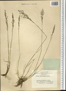 Puccinellia macranthera (V.I.Krecz.) Norl., Siberia, Altai & Sayany Mountains (S2) (Russia)