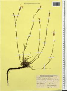 Dianthus fragrans Bieb., Caucasus, North Ossetia, Ingushetia & Chechnya (K1c) (Russia)