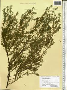 Juniperus communis L., Eastern Europe, Volga-Kama region (E7) (Russia)