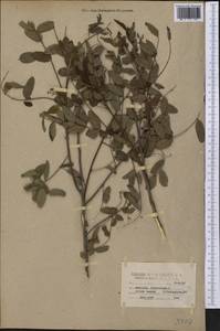 Amorpha fruticosa L., America (AMER) (United States)