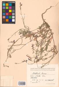 Matthiola longipetala (Vent.) DC., Eastern Europe, Moscow region (E4a) (Russia)