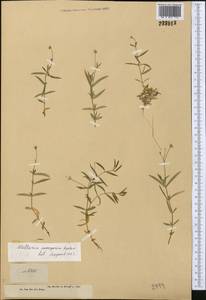 Stellaria soongorica Roshev., Middle Asia, Dzungarian Alatau & Tarbagatai (M5) (Kazakhstan)