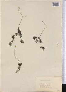 Utricularia gibba L., America (AMER) (Cuba)