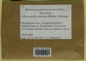 Ptychostomum pseudotriquetrum (Hedw.) J.R. Spence & H.P. Ramsay ex Holyoak & N. Pedersen, Bryophytes, Bryophytes - Karelia, Leningrad & Murmansk Oblasts (B4) (Russia)