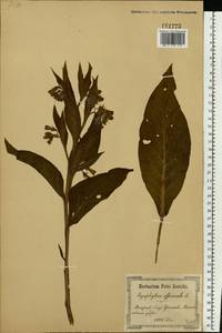 Symphytum officinale L., Eastern Europe, North Ukrainian region (E11) (Ukraine)