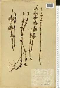 Equisetum sylvaticum L., Siberia, Russian Far East (S6) (Russia)