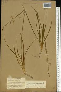 Anthericum ramosum L., Eastern Europe, Belarus (E3a) (Belarus)