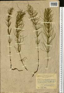 Equisetum arvense L., Siberia, Western Siberia (S1) (Russia)