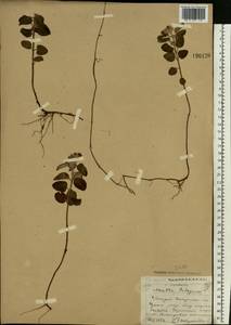 Mentha aquatica L., Eastern Europe, South Ukrainian region (E12) (Ukraine)