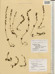 Veronica serpyllifolia L., Eastern Europe, Northern region (E1) (Russia)