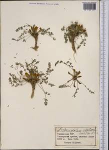 Astragalus alatavicus Kar. & Kir., Middle Asia, Pamir & Pamiro-Alai (M2) (Tajikistan)