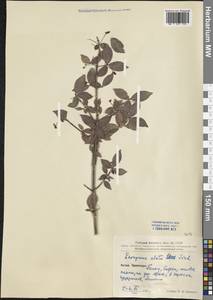 Euonymus alatus (Thunb.) Siebold, South Asia, South Asia (Asia outside ex-Soviet states and Mongolia) (ASIA) (China)