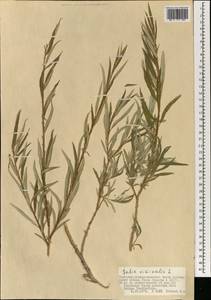 Salix viminalis L., Mongolia (MONG) (Mongolia)