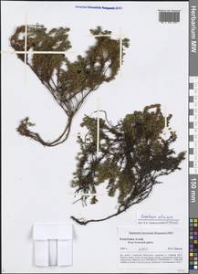 Empetrum nigrum subsp. stenopetalum (V. N. Vassil.) Nedol., Siberia, Altai & Sayany Mountains (S2) (Russia)