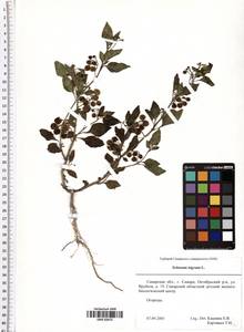 Solanum nigrum L., Eastern Europe, Middle Volga region (E8) (Russia)