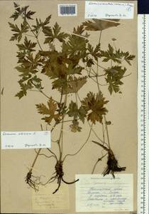 Geranium sibiricum L., Siberia, Russian Far East (S6) (Russia)