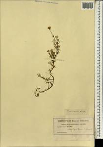 Lampranthus bicolor (L.) N.E. Br., Africa (AFR) (Not classified)