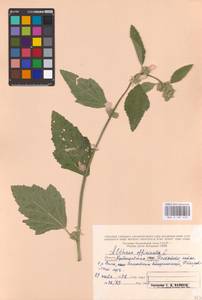 Althaea officinalis L., Eastern Europe, Middle Volga region (E8) (Russia)