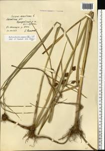 Bolboschoenus yagara (Ohwi) Y.C.Yang & M.Zhan, Eastern Europe, Moscow region (E4a) (Russia)