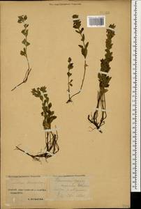 Teucrium chamaedrys L., Caucasus, Stavropol Krai, Karachay-Cherkessia & Kabardino-Balkaria (K1b) (Russia)