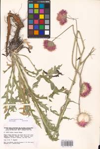Jurinea cretacea Bunge, Eastern Europe, Lower Volga region (E9) (Russia)